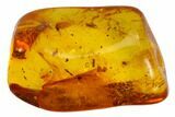 Two Fossil Flies (Diptera) In Baltic Amber #84604-2